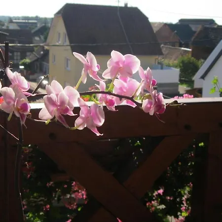 Lovely With Ac And Big Private Terrace Apartment Zellwiller
